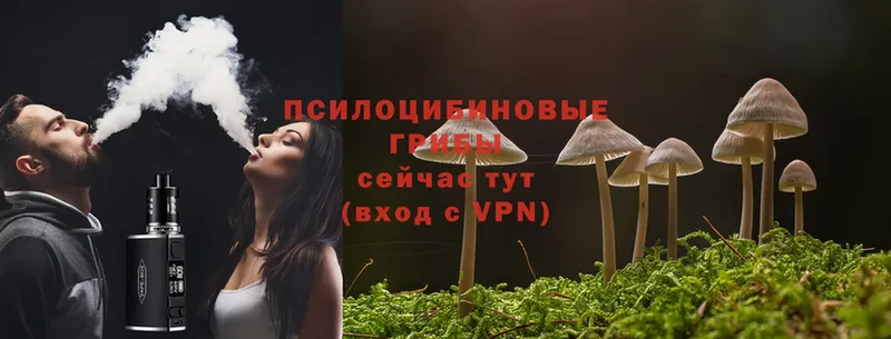 Галлюциногенные грибы Psilocybine cubensis  Хотьково 